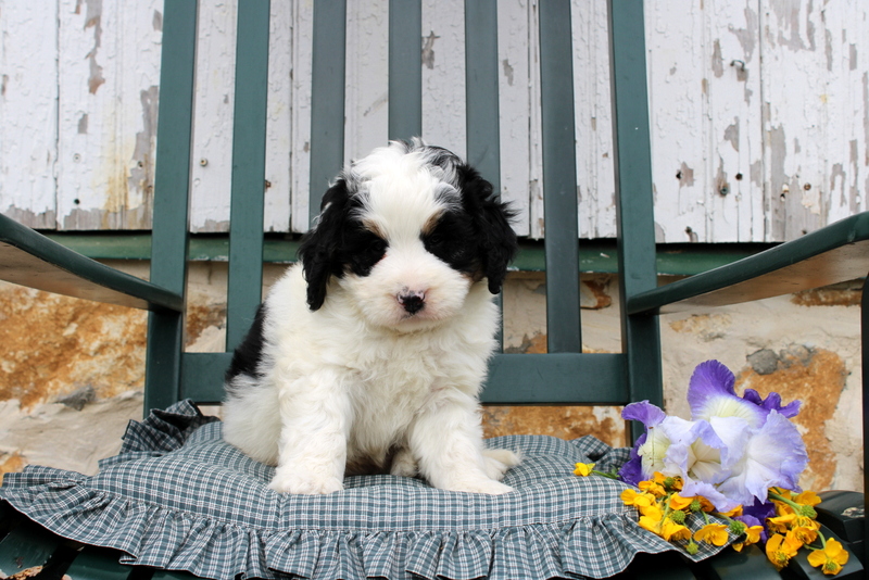 puppy, for, sale, Mini Bernedoodle F2, Matthew B. Stoltzfus, dog, breeder, Gap, PA, dog-breeder, puppy-for-sale, forsale, nearby, find, puppyfind, locator, puppylocator, aca